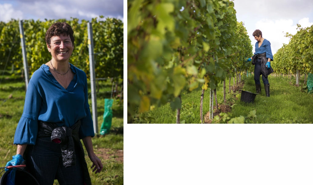 Vendanges