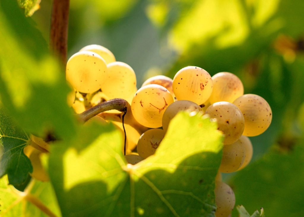 Chardonnay