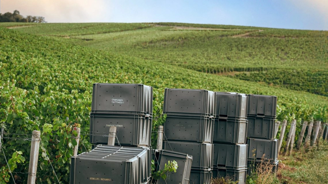 Retour sur les vendanges 2025 Retour sur les vendanges 2025