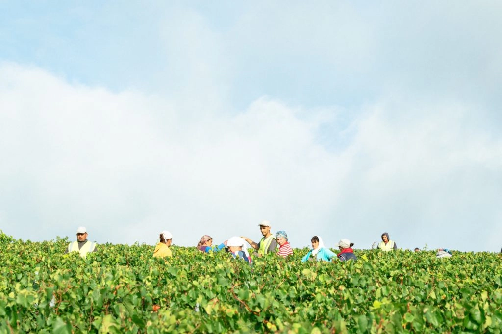 Vendanges