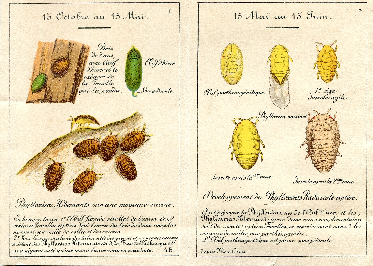 Archive © Unions des Maisons de Champagne