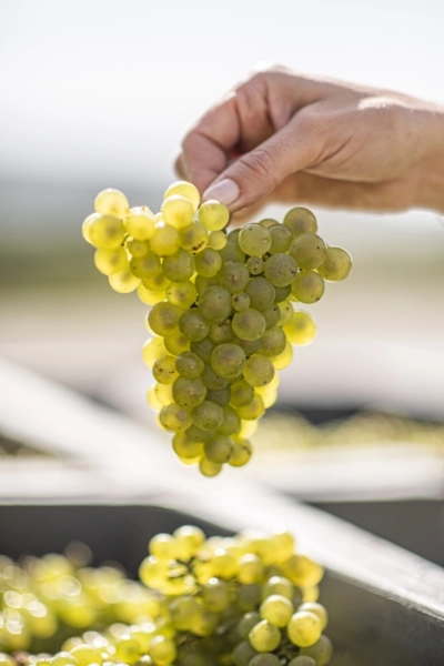 Comtes de Champagne Blanc de Blancs 2013