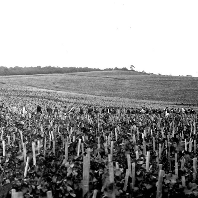 Vignes en foule, avant que le paysage Champenois ne soit transformé ©DR