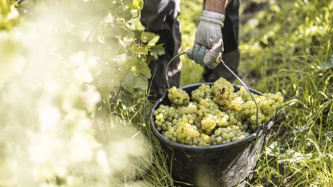 Sceau de raisin dans les vignes