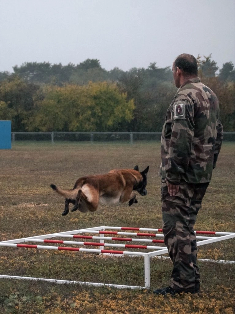 © 132e régiment d’infanterie cynotechnique/Armée de Terre/Défense