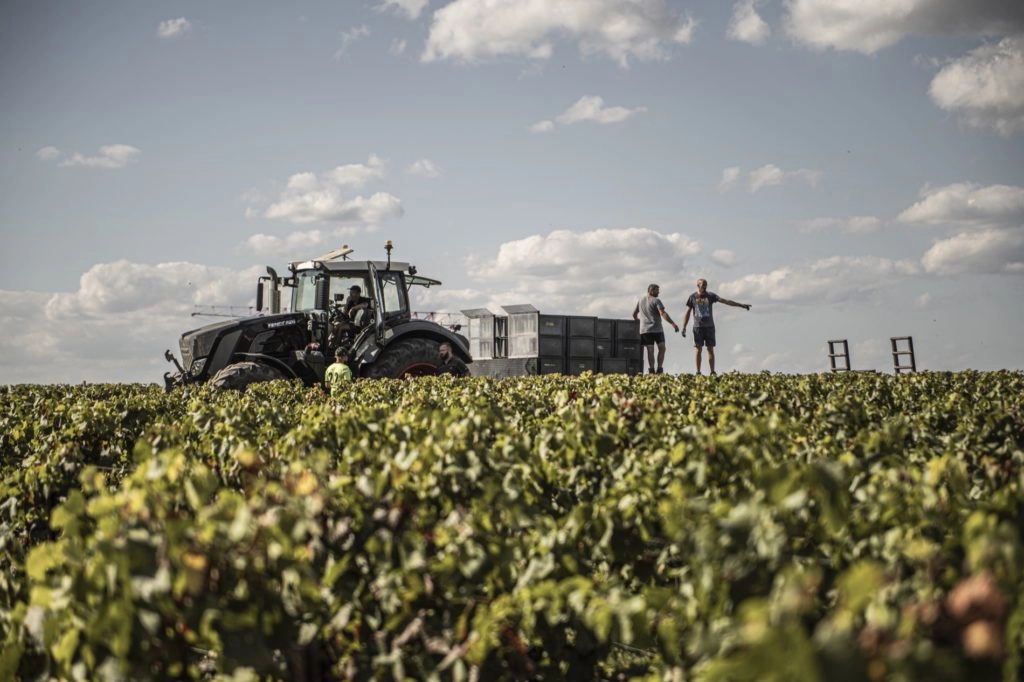 Vendanges