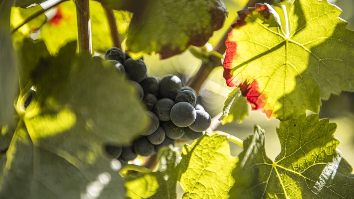 vendange 2024 Taittinger vendange 2024 Taittinger
