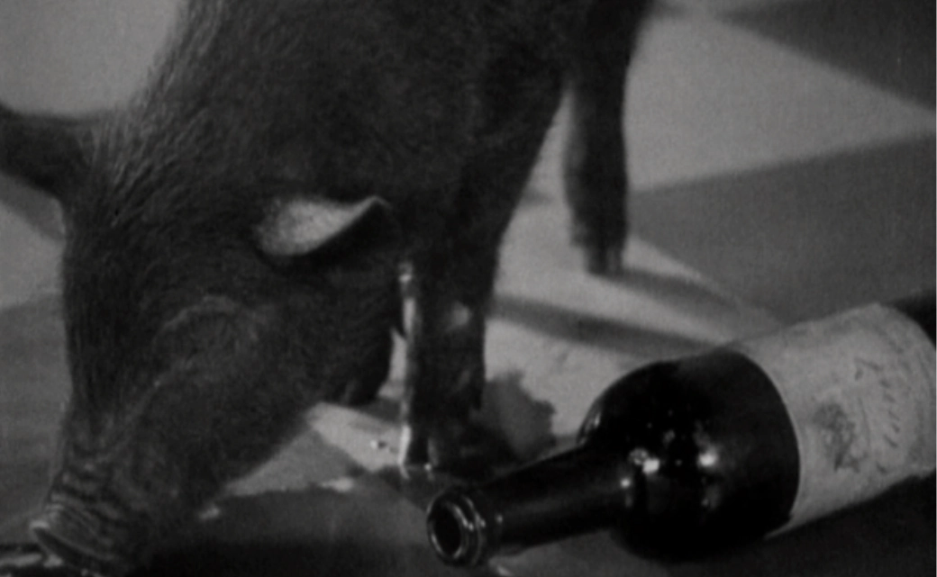 "Fredrich Murnau ou l'Aurore du porc" "Fredrich Murnau ou l'Aurore du porc"