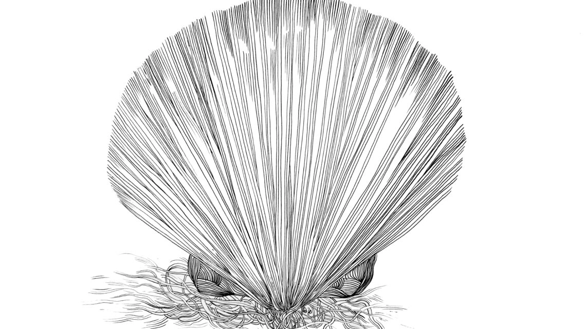 Coquille Saint-Jacques