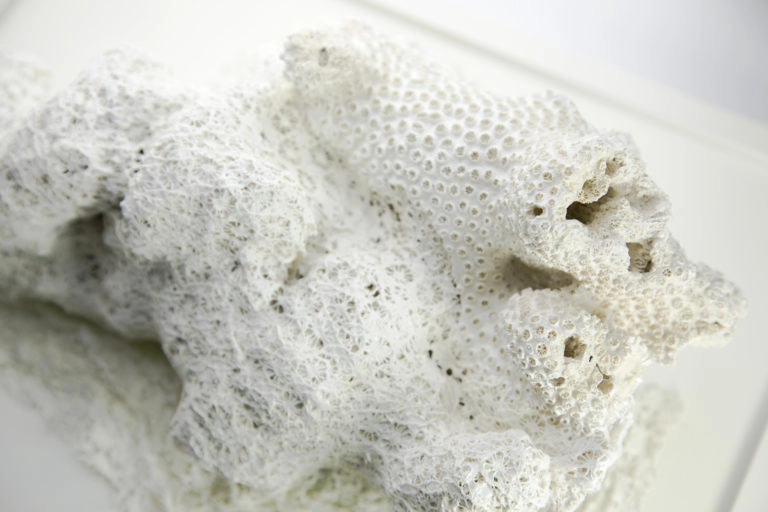 Corail Artefact