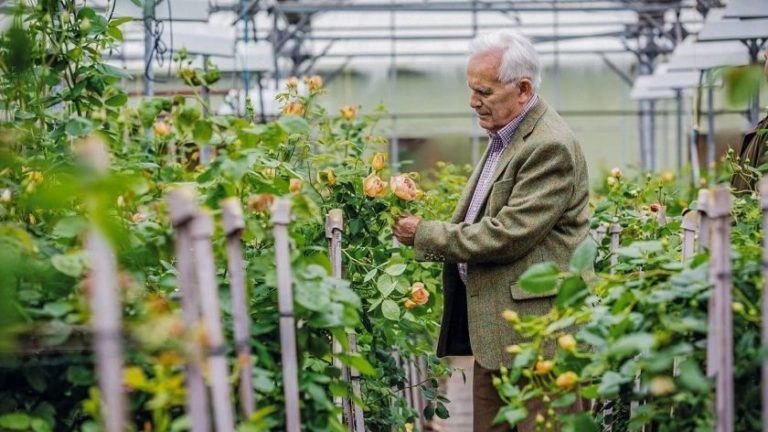 David Austin (1926 – 2018), créateur de roses