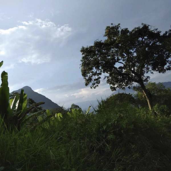“Fincas” de Colombie