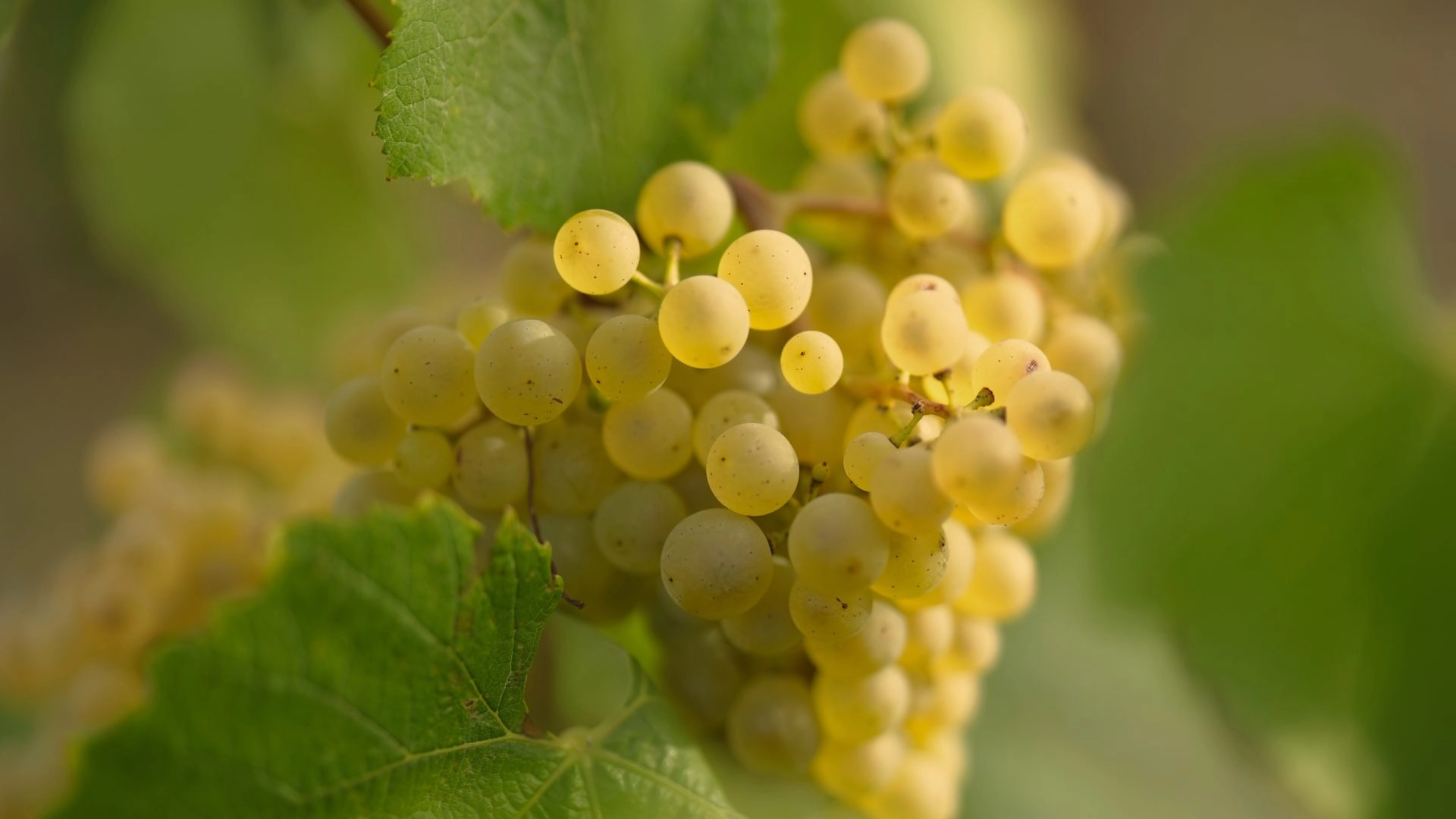 Grappe de Chardonnay Grappe de Chardonnay