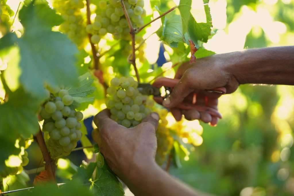 Main coupant une grappe de raisin avec un sécateur