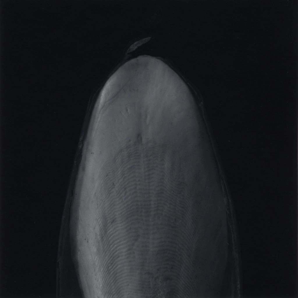 Série “Cuttelbone”, 2007