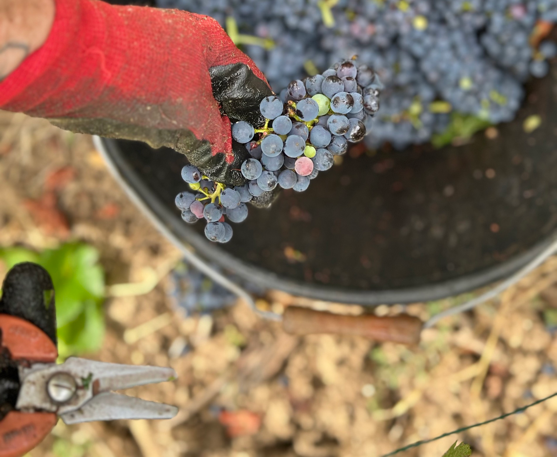 Vendanges Taittinger 2026 Vendanges Taittinger 2026