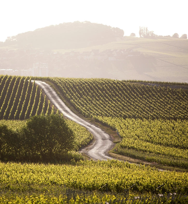 Le vignoble