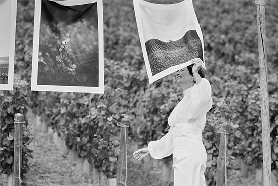 Le vignoble