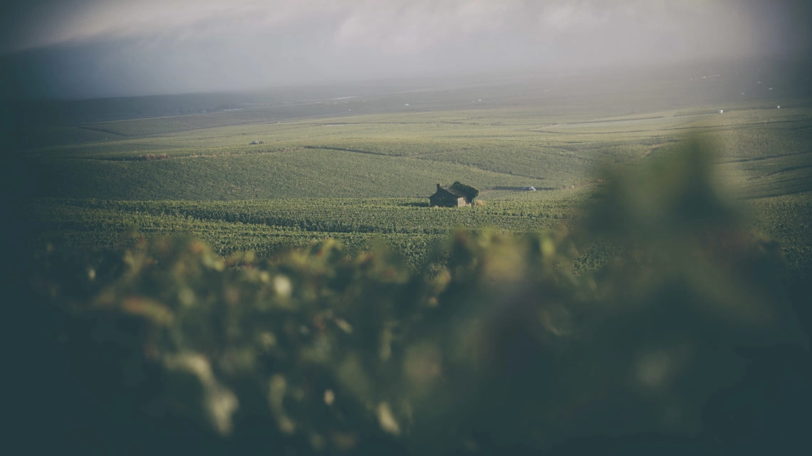 VIgnes VIgnes