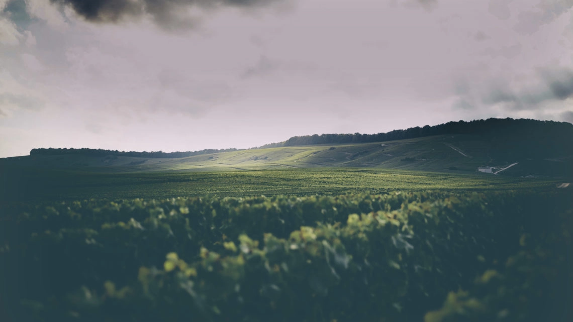LE TERROIR, L’ÂME DU VIN DES COMTES DE CHAMPAGNE LE TERROIR, L’ÂME DU VIN DES COMTES DE CHAMPAGNE