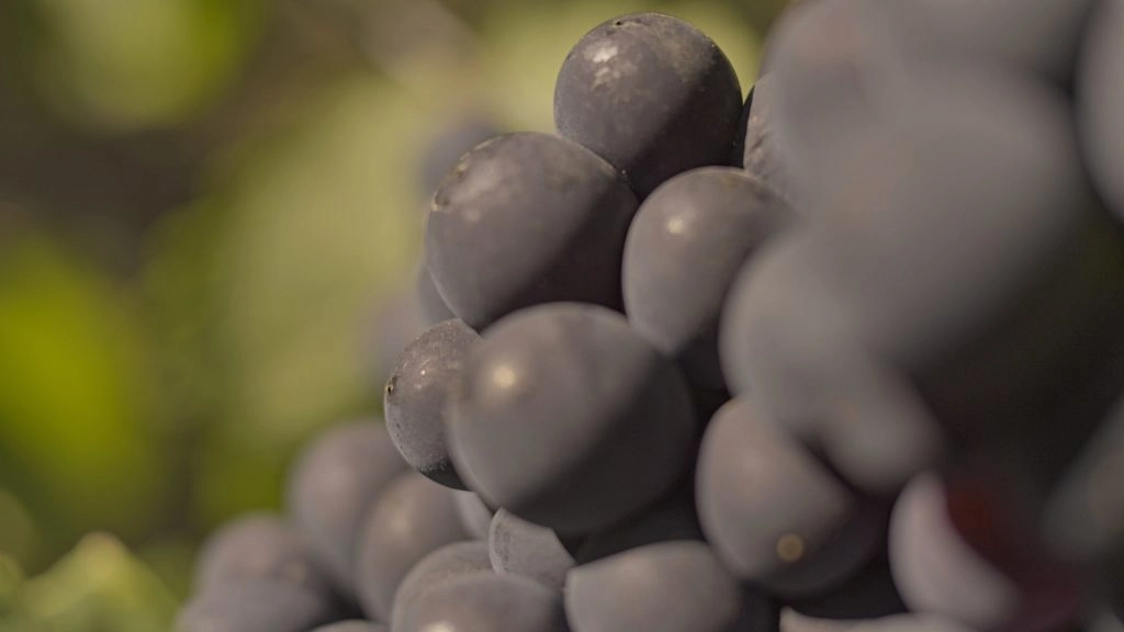 Pinot noir
