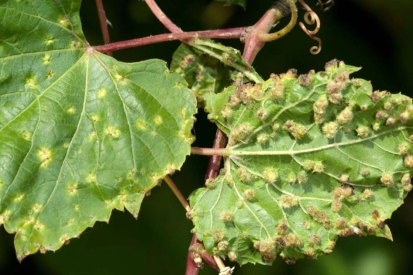 Cas de phylloxera ©DR