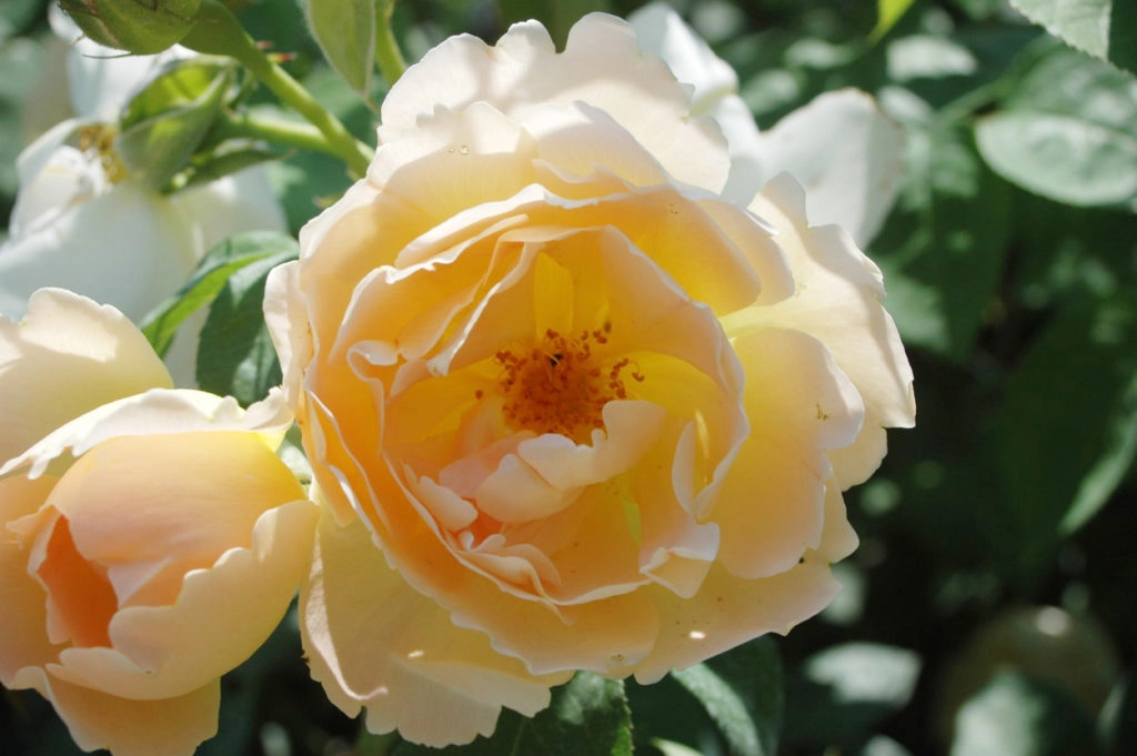 Rose “Comte de Champagne” ou “Coniston”