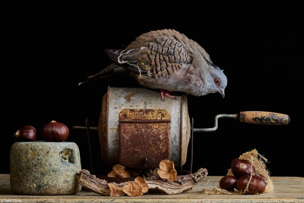 Oiseau sur un ustencile de cuisine