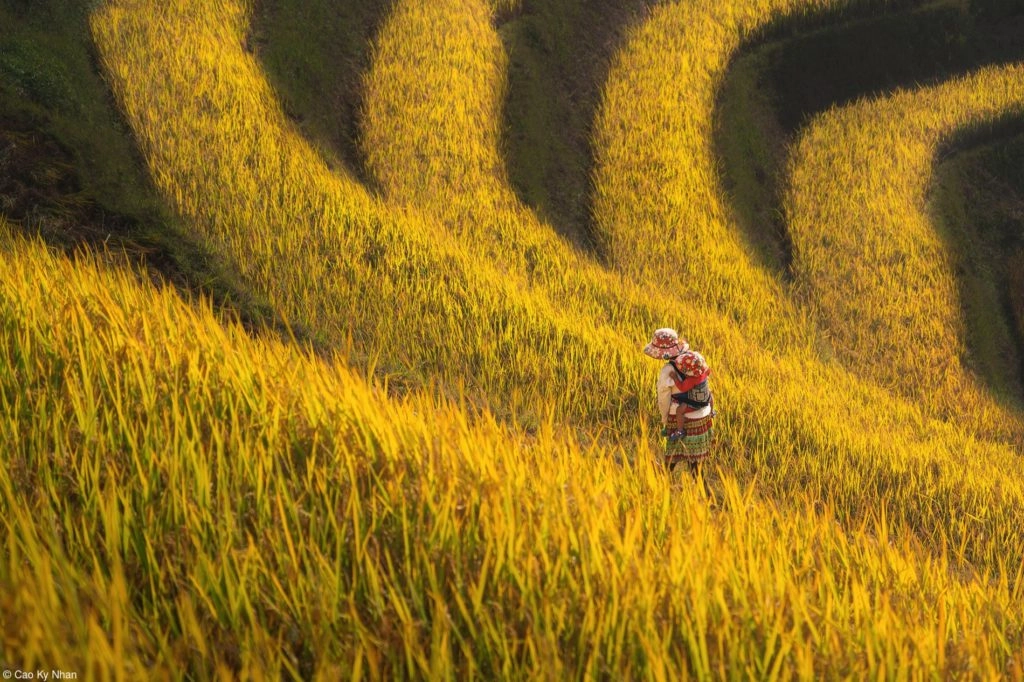 © Cao Ky Nhan