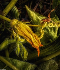 World food photography awards