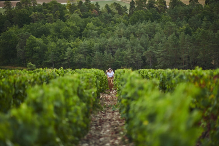 vignes