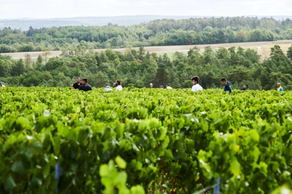 vignes