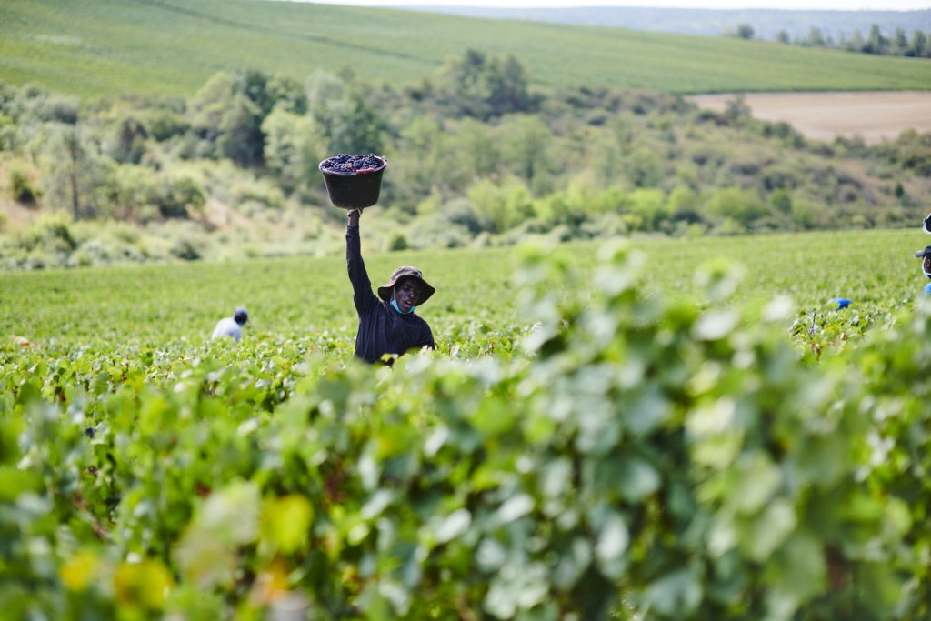 Vendanges