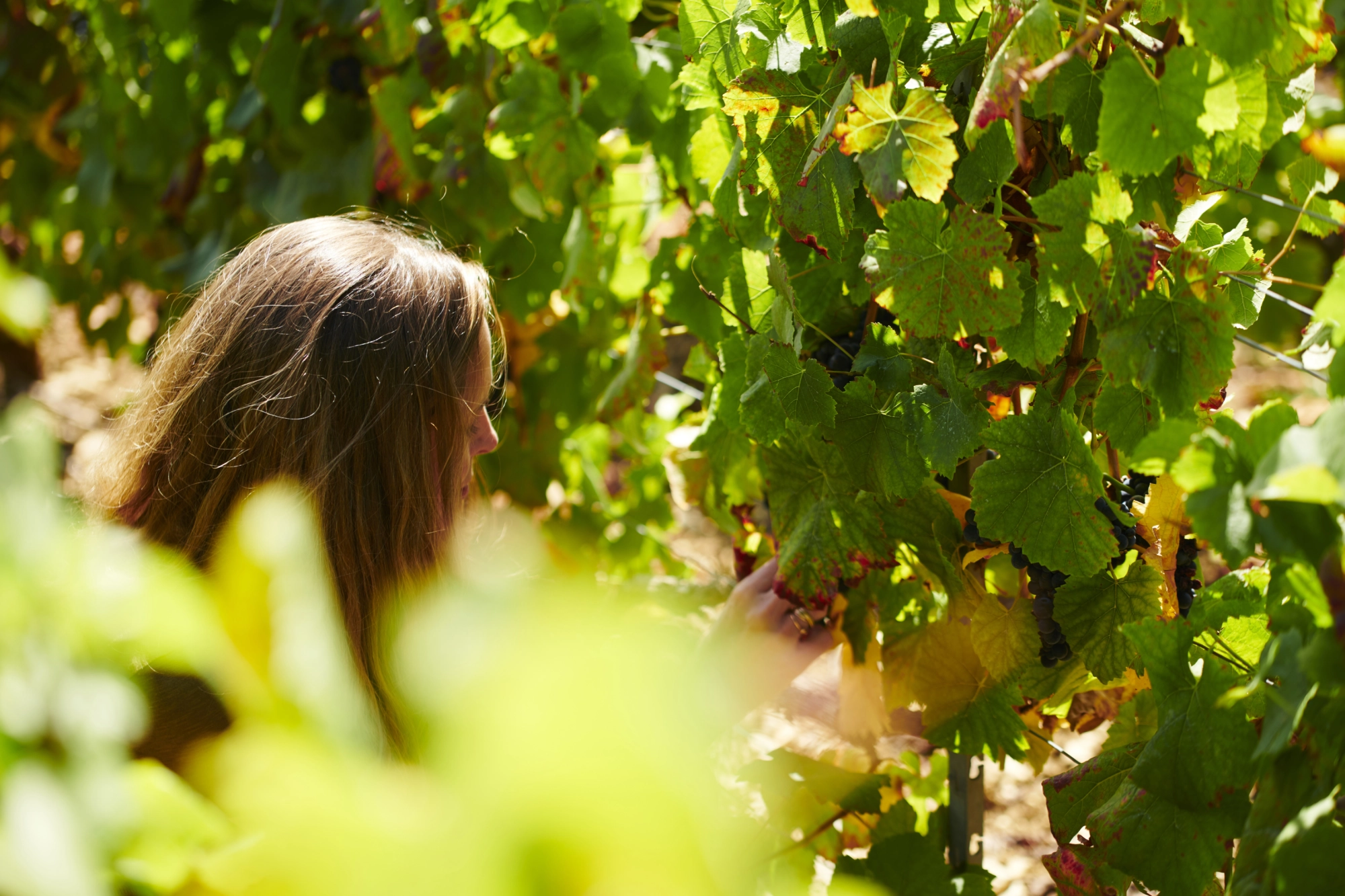vendanges vendanges