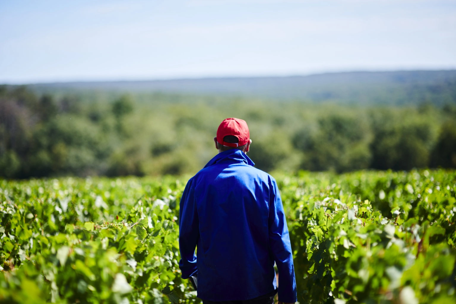 Vendanges