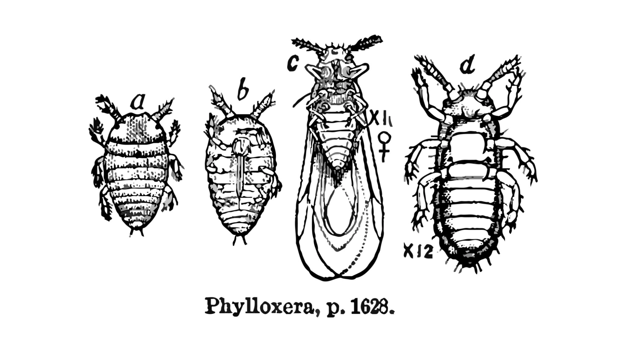 Dessin de Phylloxera Dessin de Phylloxera