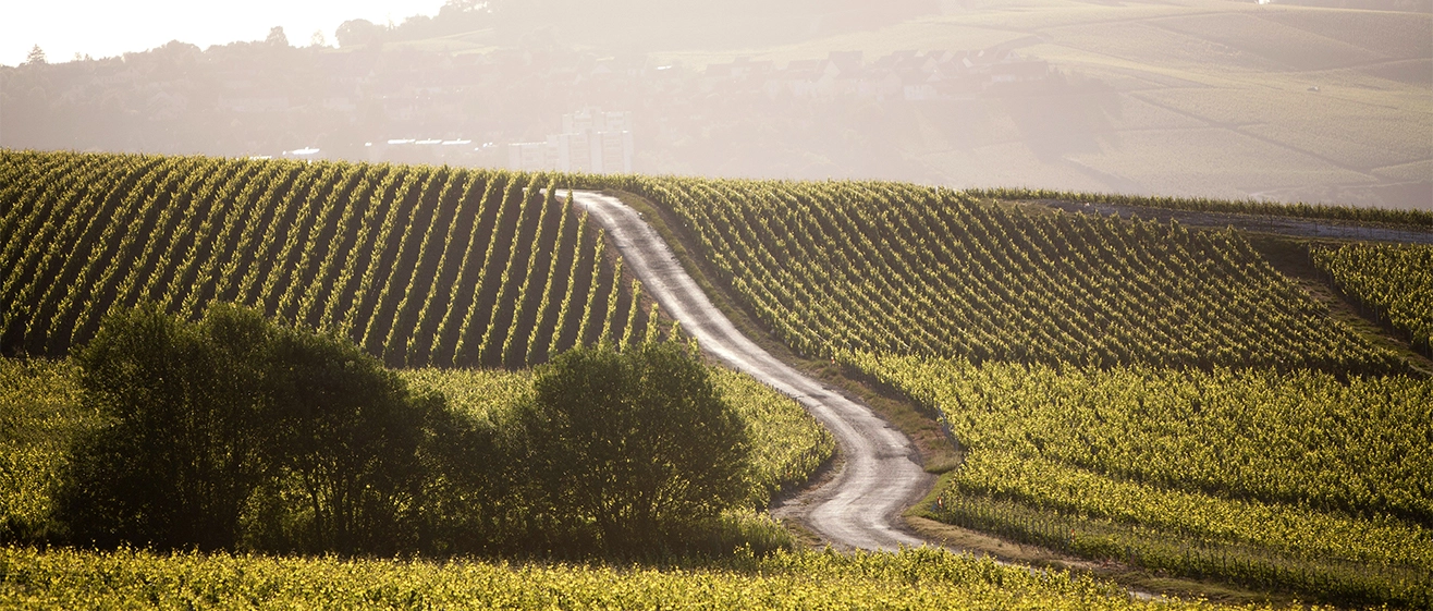 Le vignoble