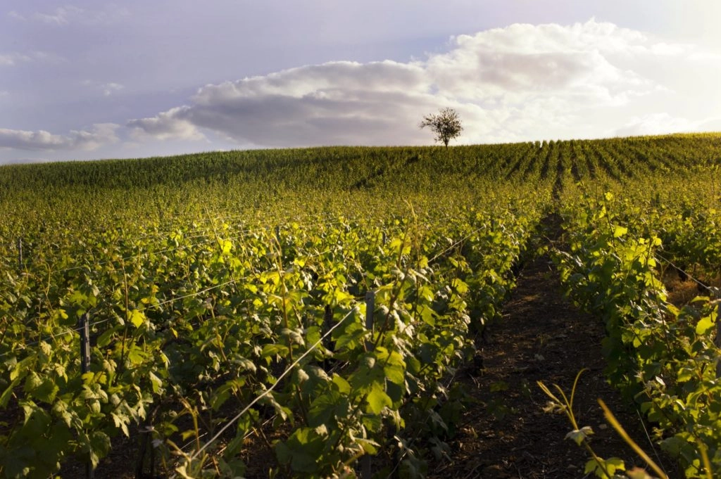 Vignes