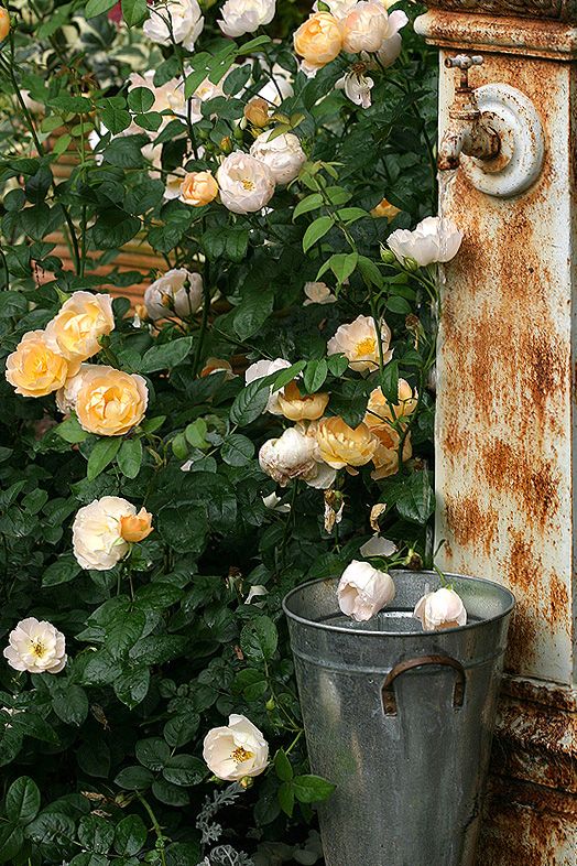 A rose named after Comtes de Champagne - Champagne Taittinger